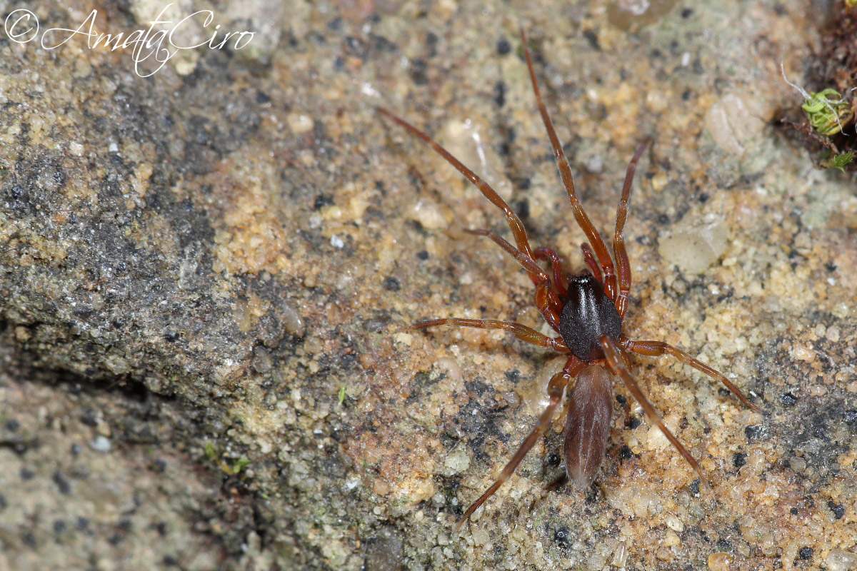 Harpactea sicula (Alicata, 1966) amatafoto