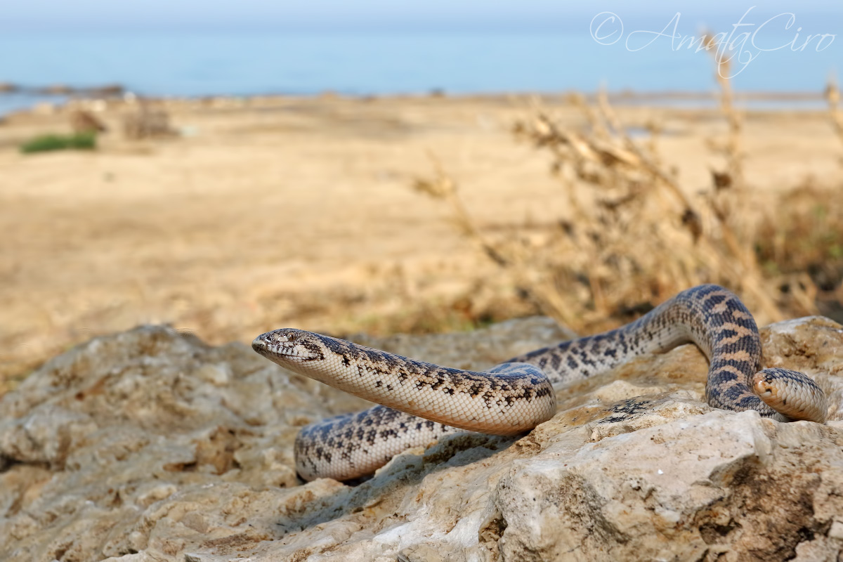 Boa delle sabbie amatafoto